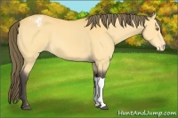 Horse Color:Buckskin Appaloosa