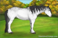 Horse Color:White Spotted Black 