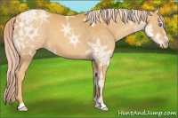 Horse Color:Gold Cream Champagne Ice 