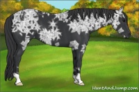 Horse Color:Black Ice 