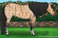 Horse Color:Bay  and Bay Dun 