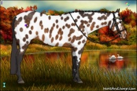 Horse Color:Buckskin Appaloosa
