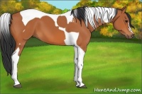 Horse Color:Bay Tobiano 