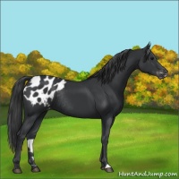 Horse Color:Black Appaloosa Rabicano 