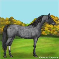 Horse Color:Blue Roan Appaloosa Rabicano 