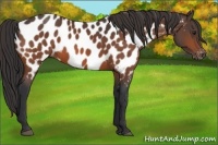 Horse Color:Bay Appaloosa 