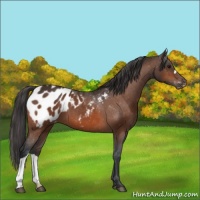 Horse Color:Bay Appaloosa 