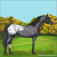 Horse Color:Blue Roan Appaloosa Rabicano