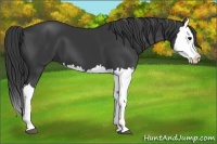 Horse Color:Black Splash