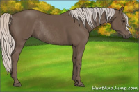 Horse Color:Silver Black Rabicano 