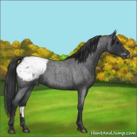 Horse Color:Blue Roan Appaloosa 