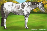 Horse Color:Smoky Black Ice Tobiano Rabicano 