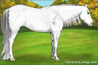Horse Color:Black Ice Sabino