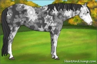 Horse Color:Black Ice Sabino