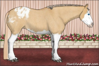 Horse Color:Palomino Roan Dun Splash Appaloosa 