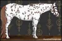 Horse Color:Liver Red Roan Appaloosa