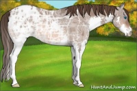 Horse Color:Bay Ice Roan Splash Appaloosa 