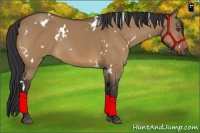 Horse Color:White Spotted Bay Dun