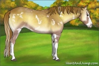 Horse Color:White Spotted Red Onyx Splash