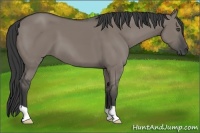 Horse Color:Grullo
