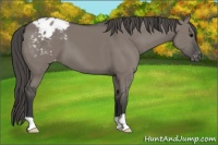 Horse Color:Grullo Appaloosa 