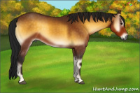 Horse Color:Gray Buckskin Onyx 