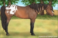 Horse Color:Bay Appaloosa