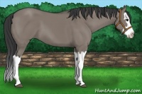 Horse Color:Grullo Splash 