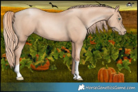 Horse Color:Gold Champagne Pearl Tobiano 