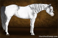 Horse Color:White Spotted Black 