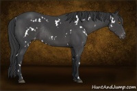 Horse Color:White Spotted Black Appaloosa Rabicano