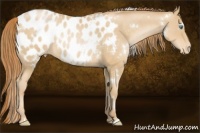 Horse Color:White Spotted Smoky Black Pearl Appaloosa Rabicano