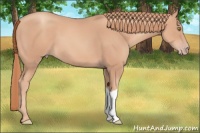 Horse Color:Gold Champagne 