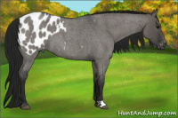 Horse Color:Gray Grullo Roan Blanket