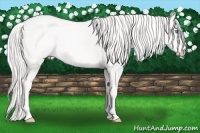 Horse Color:Cremello 