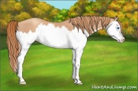 Horse Color:Gold Champagne Splash 