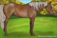 Horse Color:Silver Buckskin 