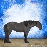 Horse Color:Black 