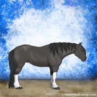 Horse Color:Black 