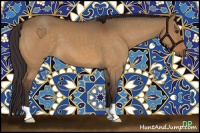 Horse Color:Buckskin Dun 