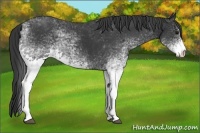 Horse Color:White Spotted Black 