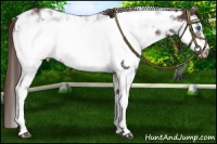 Horse Color:Liver Chestnut Sabino Frame Appaloosa Rabicano 