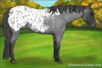 Horse Color:Blue Roan Appaloosa