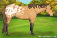 Horse Color:Buckskin Appaloosa 