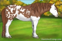 Horse Color:Chestnut Splash Appaloosa 