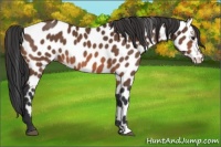 Horse Color:Brown Appaloosa 