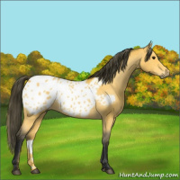 Horse Color:Gray Buckskin Appaloosa 