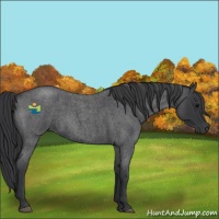 Horse Color:Blue Roan 