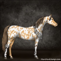 Horse Color:Buckskin Near Leopard 