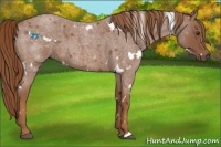 Horse Color:White Spotted Red Roan 